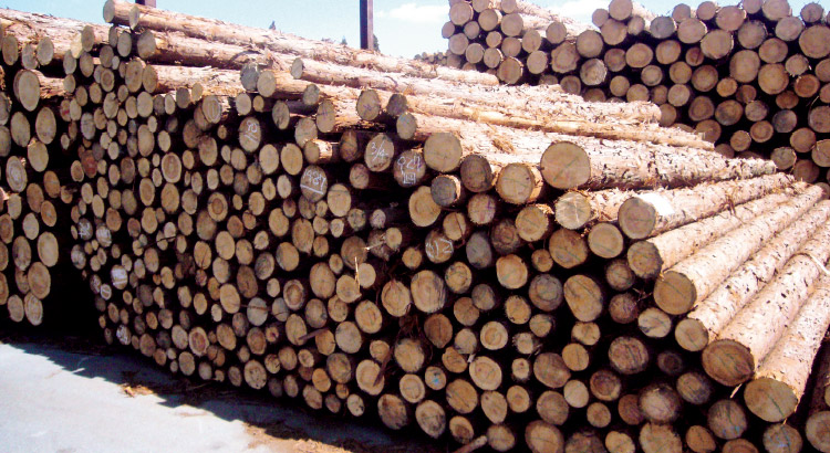 木材利用による人工林の健全化