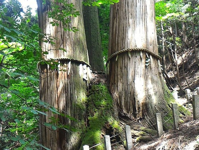 【“木”になるニュース】　日本一高い木が新たに発見！ 高さはどのくらい？　そして、世界一高い木は？