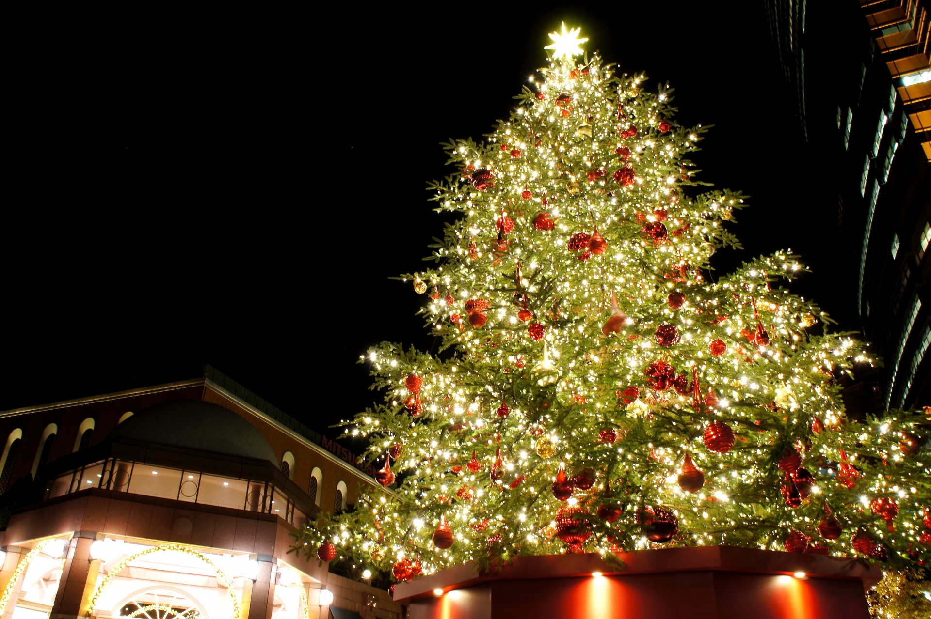 クリスマスツリーは なぜモミの木 モミの木やトナカイと人間との関わり Acorn