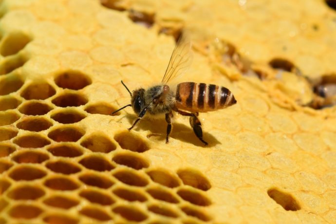 森の木々や草花の蜜を集める“ミツバチ”と“ハチミツ”の秘密