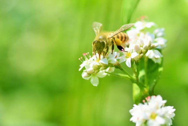 森の木々や草花の蜜を集める ミツバチ と ハチミツ の秘密 Acorn