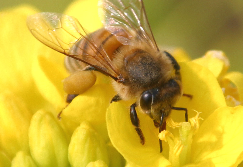 森の木々や草花の蜜を集める ミツバチ と ハチミツ の秘密 Acorn