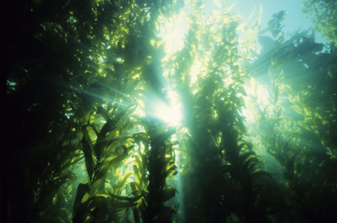 海の中にも森がある？　豊かな海の環境を守る海洋植物の世界