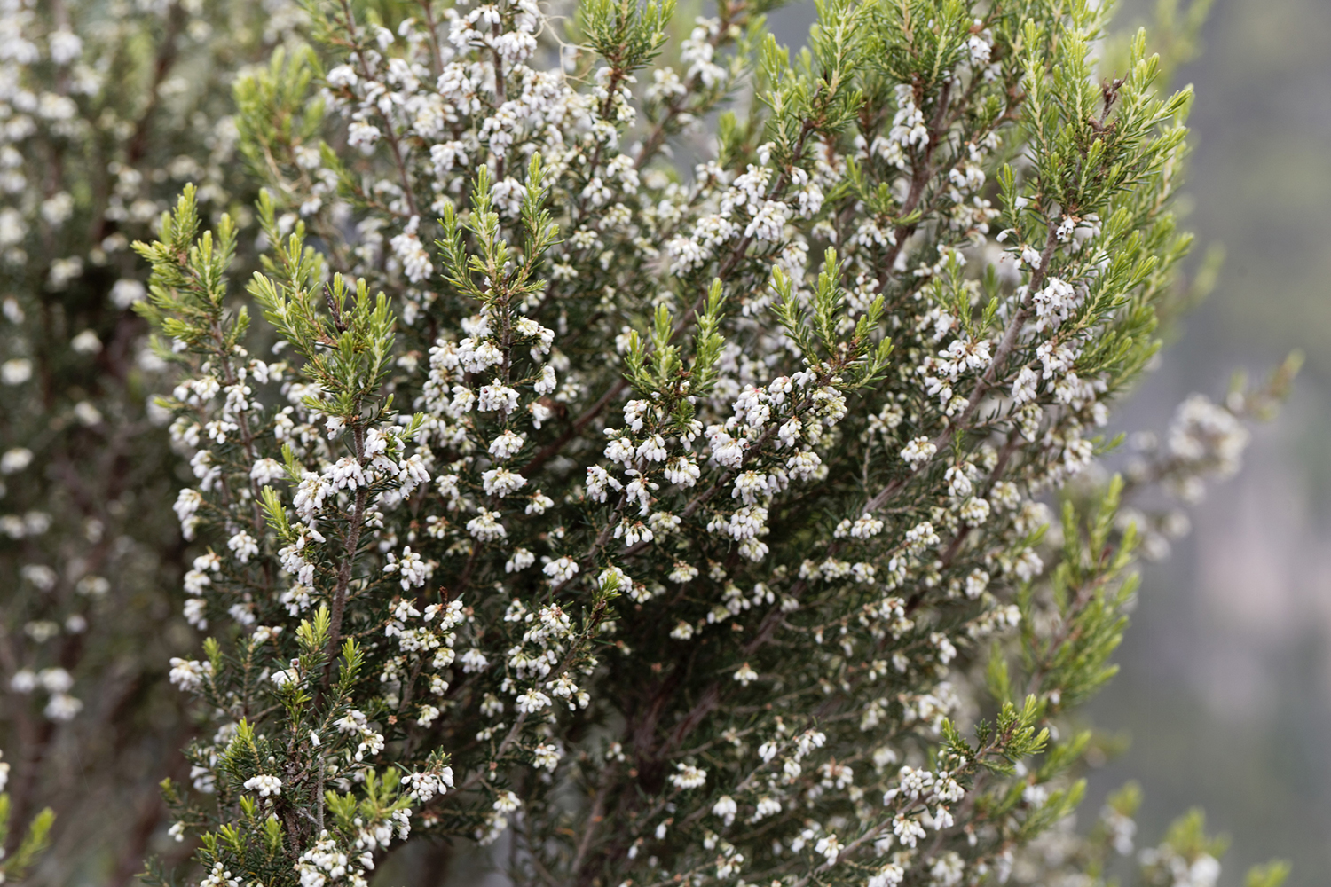 Flowers of a giant heather tree, Erica arborea, in the Simien Mountains in Ethiopia.