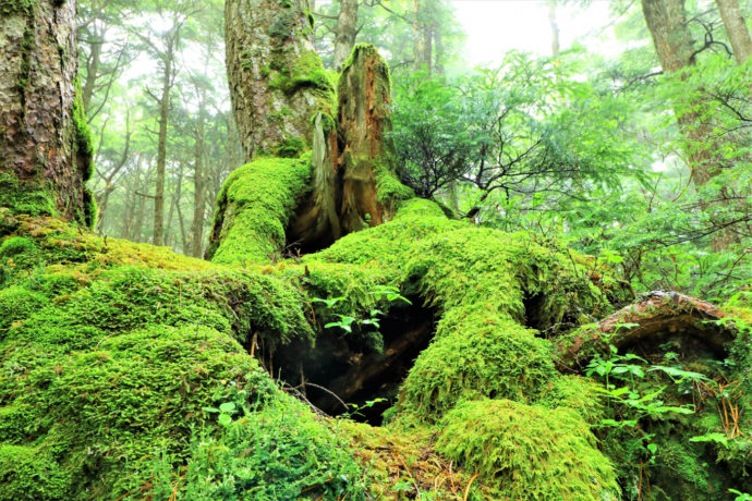 森の基礎知識シリーズ　「原生林」と「自然林」って、どんな森？　どう違うの？