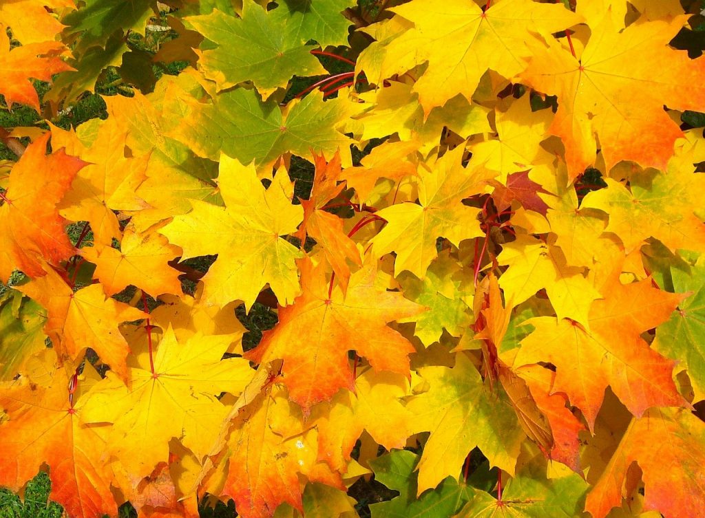 木”になるマメ知識】何が違うの? 紅葉の主役「モミジとカエデ」のもうひとつの楽しみ方 | ACORN