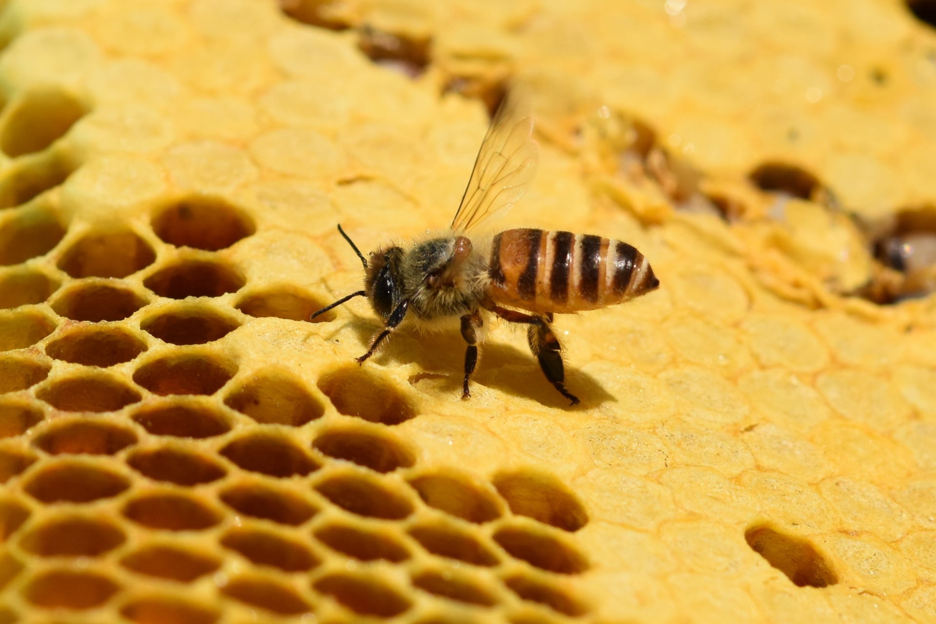 森の木々や草花の蜜を集める“ミツバチ”と“ハチミツ”の秘密 | ACORN