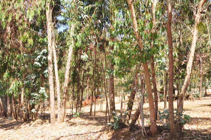 【赤鬼のつぶやき　C.W.ニコル】ユーカリ（EUCALYPTUS）