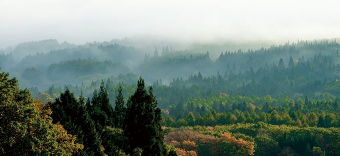 地域の森を守る　”森林環境譲与税”