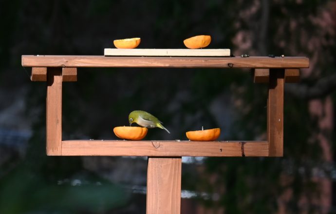 ビオトープ富士「鳥たちの食生活を助けよう！」